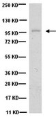 Anti-Laminin-5 (γ2 chain) Antibody, clone D4B5 clone D4B5, Chemicon®, from mouse