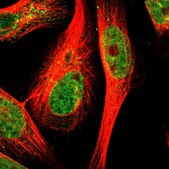Anti-TEX261 antibody produced in rabbit Prestige Antibodies® Powered by Atlas Antibodies, affinity isolated antibody, buffered aqueous glycerol solution