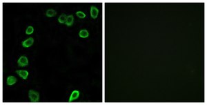 Anti-LAMA4 antibody produced in rabbit affinity isolated antibody