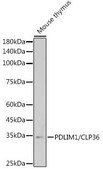 Anti-PDLIM1/CLP36 antibody produced in rabbit