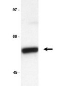 Anti-Cyclin B1 Antibody, clone GNS3 (8A5D12) clone GNS3 (8A5D12), Upstate®, from mouse