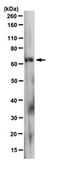 Anti-BAG3 Antibody, clone AC-2 clone AC-2, from mouse