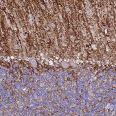 Monoclonal Anti-AQP4 antibody produced in mouse Prestige Antibodies® Powered by Atlas Antibodies, clone CL0178, purified immunoglobulin, buffered aqueous glycerol solution
