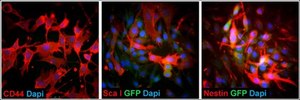 O9-1 Mouse Cranial Neural Crest Cell Line stably expresses stem cell markers and neural crest markers