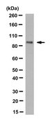 Anti-BORIS/CTCFL Antibody, clone 4A7 clone 4A7, from human(Recombinant)