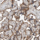 Anti-SEL1L antibody produced in rabbit Prestige Antibodies® Powered by Atlas Antibodies, affinity isolated antibody, buffered aqueous glycerol solution