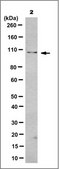 Anti-PACS2 Antibody, clone 9F12.2 clone 9F12.2, from mouse
