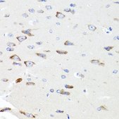 Anti-PIK3CA antibody produced in rabbit