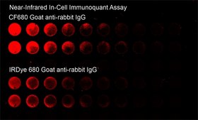 Anti-Rat IgG (H+L), highly cross-adsorbed, CF™ 680 antibody produced in goat ~2 mg/mL, affinity isolated antibody