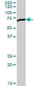 Anti-TOMM70A antibody produced in mouse purified immunoglobulin, buffered aqueous solution