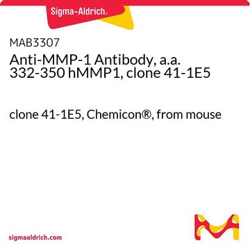 Anti-MMP-1 Antibody, a.a. 332-350 hMMP1, clone 41-1E5 clone 41-1E5, Chemicon&#174;, from mouse