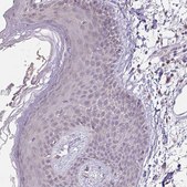 Anti-JPH2 antibody produced in rabbit Prestige Antibodies® Powered by Atlas Antibodies, affinity isolated antibody, buffered aqueous glycerol solution