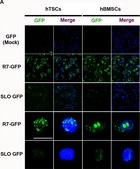 Anticuerpo anti-proteína fluorescente verde Chemicon®, from rabbit