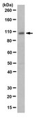 Anti-Mastl Antibody, clone 4F9 clone 4F9, from mouse