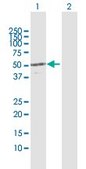 Anti-CYP4X1 antibody produced in rabbit purified immunoglobulin, buffered aqueous solution