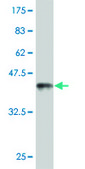 Monoclonal Anti-MAGED2 antibody produced in mouse clone 6G10, purified immunoglobulin, buffered aqueous solution