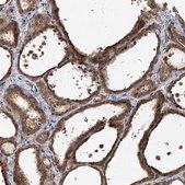 Anti-FBXW8 antibody produced in rabbit Prestige Antibodies® Powered by Atlas Antibodies, affinity isolated antibody, buffered aqueous glycerol solution