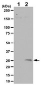Anti-phospho-Rac1/cdc42 (Ser71) Antibody from rabbit, purified by affinity chromatography