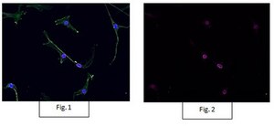Anti-acetyl-Histone H3 Antibody, Alexa Fluor™ 647 Conjugate from rabbit, ALEXA FLUOR™ 647