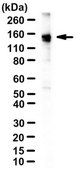Anti-MAP3K5 Antibody, clone 2E4 ascites fluid, clone 2E4, from mouse
