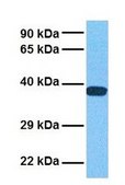 Anti-GJD2 antibody produced in rabbit affinity isolated antibody