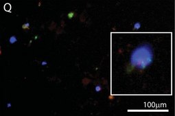 Anti-Brain lipid binding protein Antibody from rabbit, purified by affinity chromatography