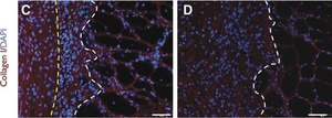 Anti-Rat Collagen Type I Antibody Chemicon®, from rabbit