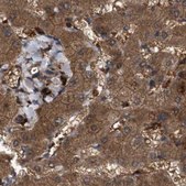 Anti-GCC1 antibody produced in rabbit Prestige Antibodies® Powered by Atlas Antibodies, affinity isolated antibody, buffered aqueous glycerol solution