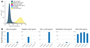 Jurkat JE6.1 NF-kB::eGFP Cell Line
