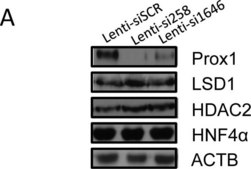 Anti-Prox1 Antibody Upstate®, from rabbit