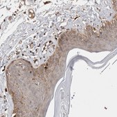 Anti-C17orf53 antibody produced in rabbit Prestige Antibodies® Powered by Atlas Antibodies, affinity isolated antibody, buffered aqueous glycerol solution, Ab2