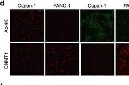 Monoclonal Anti-Vimentin antibody produced in mouse clone V9, ascites fluid