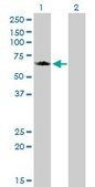 Monoclonal Anti-GGA1 antibody produced in mouse clone 1G8, purified immunoglobulin, buffered aqueous solution