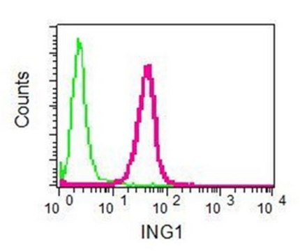 Anti-ING1, clone EPR6788, Rabbit Monoclonal Antibody clone EPR6788, from rabbit