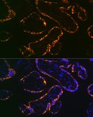 Anti-Placental lactogen (CSH1) Antibody, clone 7U9T2, Rabbit Monoclonal