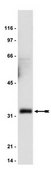 Cell Cycle-G2/M Phase Pathway Explorer Antibody Minipack Upstate®