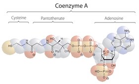 Coenzyme A hydrate ≥85% (UV, HPLC)
