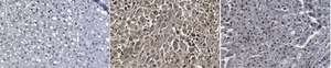 Anti-phospho-FKHRL1/FOXO3A (Thr32) from rabbit, purified by affinity chromatography