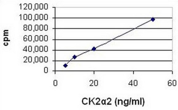Casein Kinase II, &#945;2, Active, Human, Recombinant, E. coli
