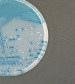 O157 Millichrome™ plus Agar suitable for microbiology