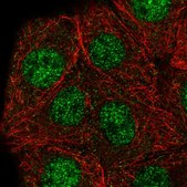 Anti-GABPB2 antibody produced in rabbit Prestige Antibodies® Powered by Atlas Antibodies, affinity isolated antibody