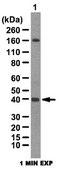 Anti-DSCR3 Antibody from rabbit, purified by affinity chromatography
