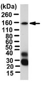 Anti-Cohesin subunit SA-2 Antibody from rabbit, purified by affinity chromatography