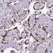Anti-JUND antibody produced in rabbit Prestige Antibodies® Powered by Atlas Antibodies, affinity isolated antibody, buffered aqueous glycerol solution