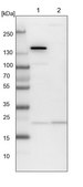 Anti-ARL3 antibody produced in rabbit Prestige Antibodies® Powered by Atlas Antibodies, affinity isolated antibody, buffered aqueous glycerol solution