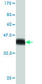 Monoclonal Anti-USP34 antibody produced in mouse clone 2E2, purified immunoglobulin, buffered aqueous solution