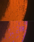 Anti-CRYAA antibody produced in rabbit
