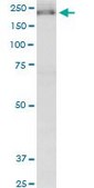 Monoclonal Anti-KIF13B antibody produced in mouse clone 6E11, purified immunoglobulin
