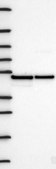 Anti-FLOT2 antibody produced in rabbit Prestige Antibodies® Powered by Atlas Antibodies, affinity isolated antibody, buffered aqueous glycerol solution