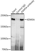 Anti-KDM5A Antibody, clone 5B10P1, Rabbit Monoclonal